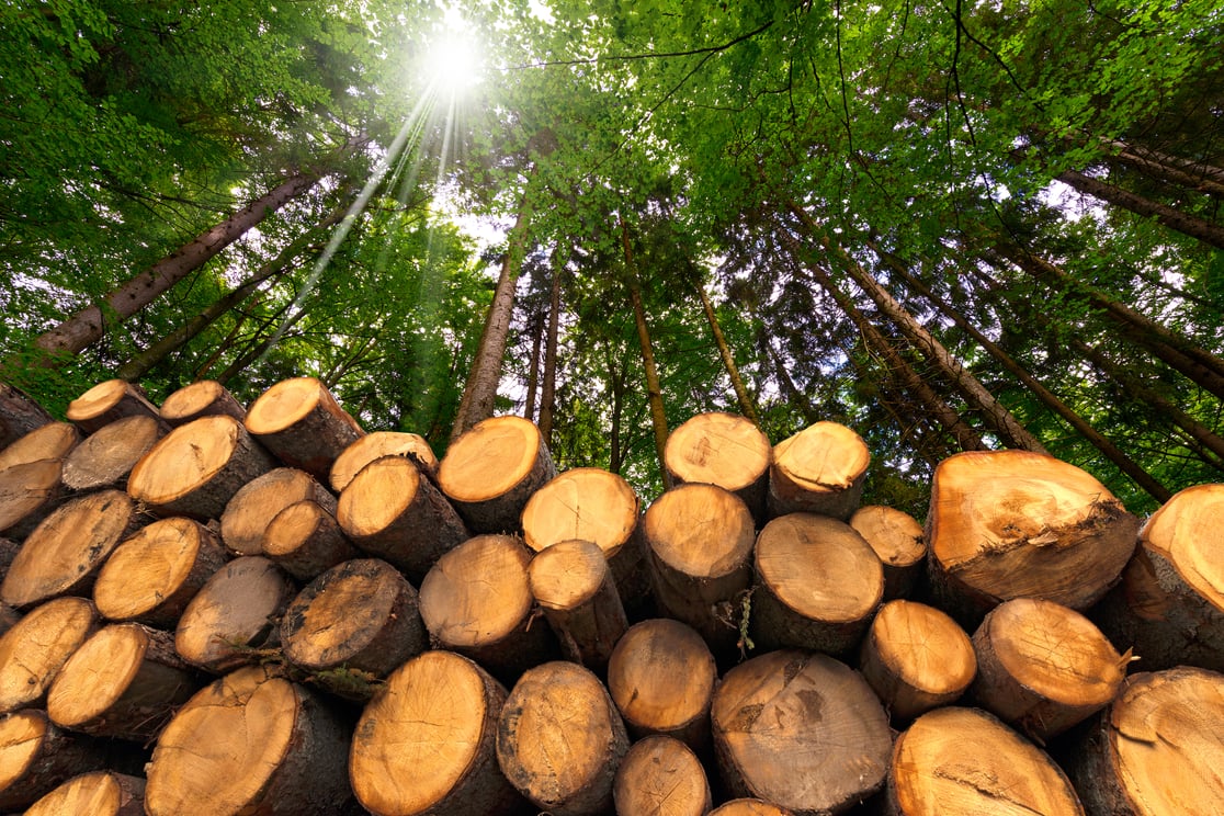 Cut logs in forest